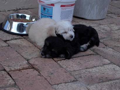 Click for original image 23k 410x307