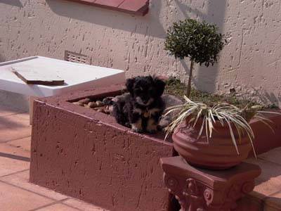 Click for original image 55k 400x300